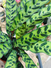 Rattle snake plant | Goeppertia insignis (formerly Calathea lancifolia)