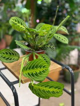 Maranta Leuconeura Lemon Lime | Prayer Plant