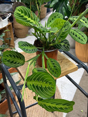 Prayer Plant | Maranta Leuconeura Lemon Lime