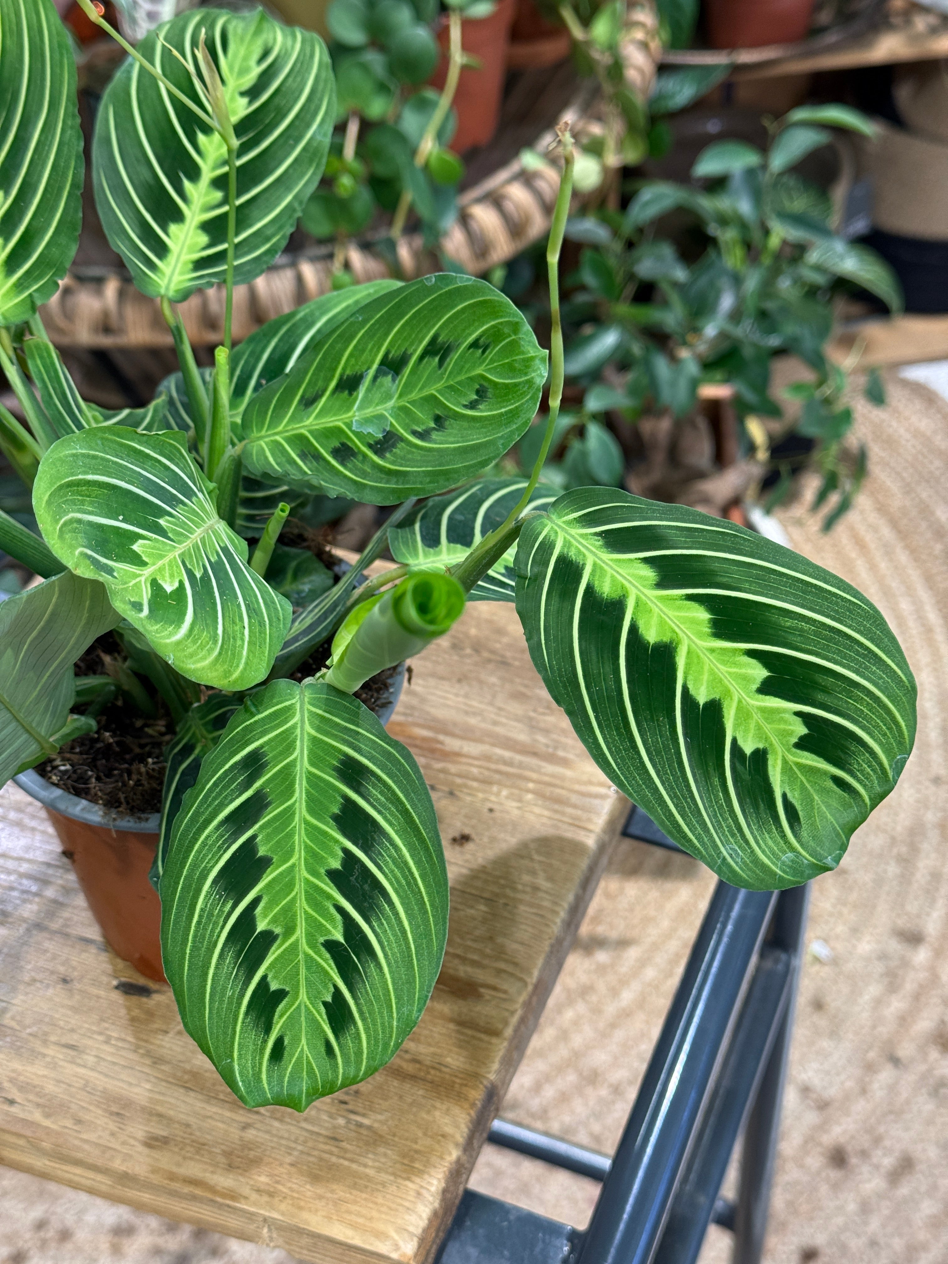 Prayer Plant | Maranta Leuconeura Lemon Lime