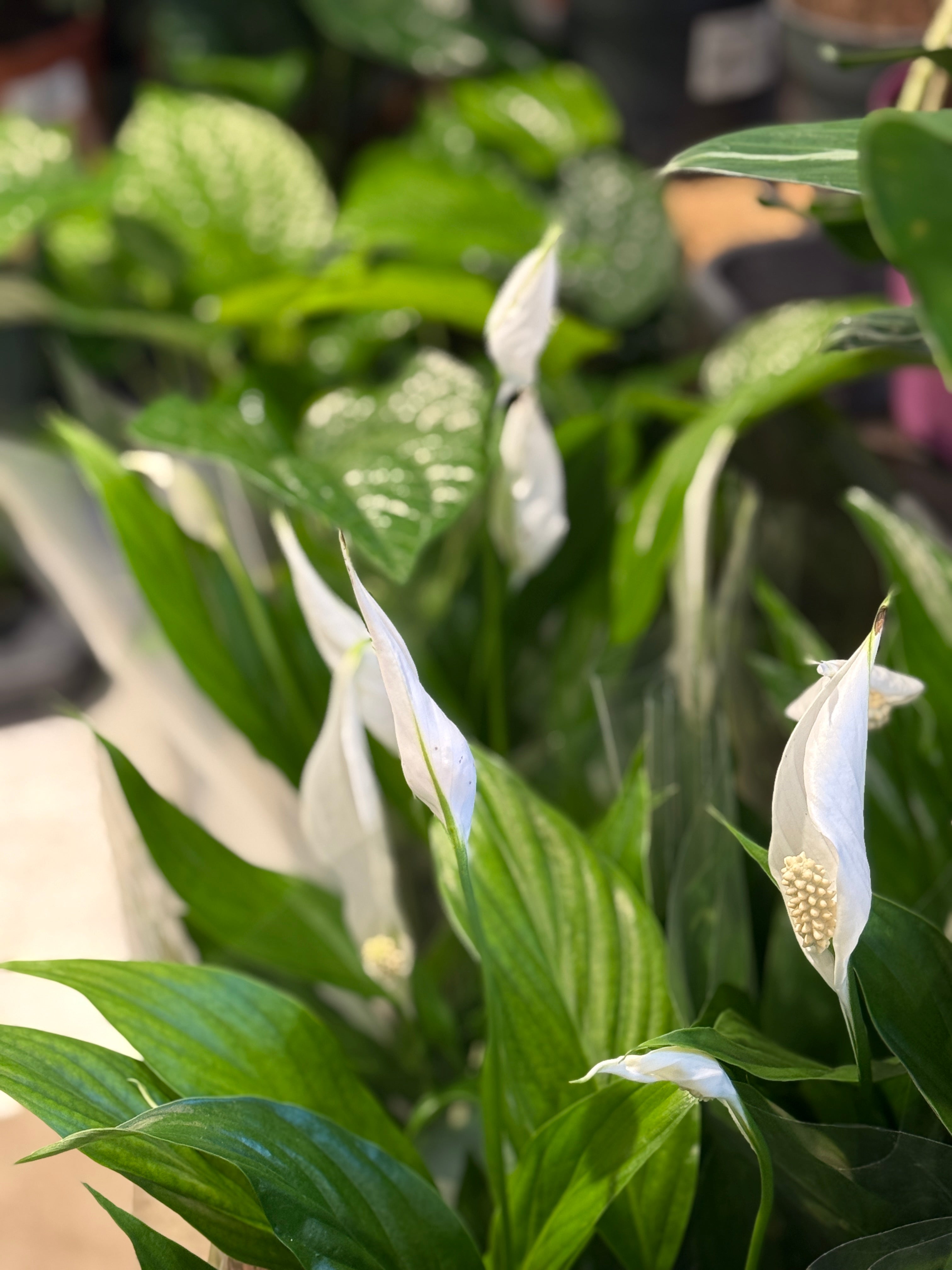 Peace Lily | Spathiphyllum Pearl Cupido