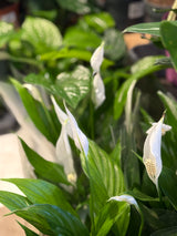 Spathiphyllum Pearl Cupido | Peace Lily