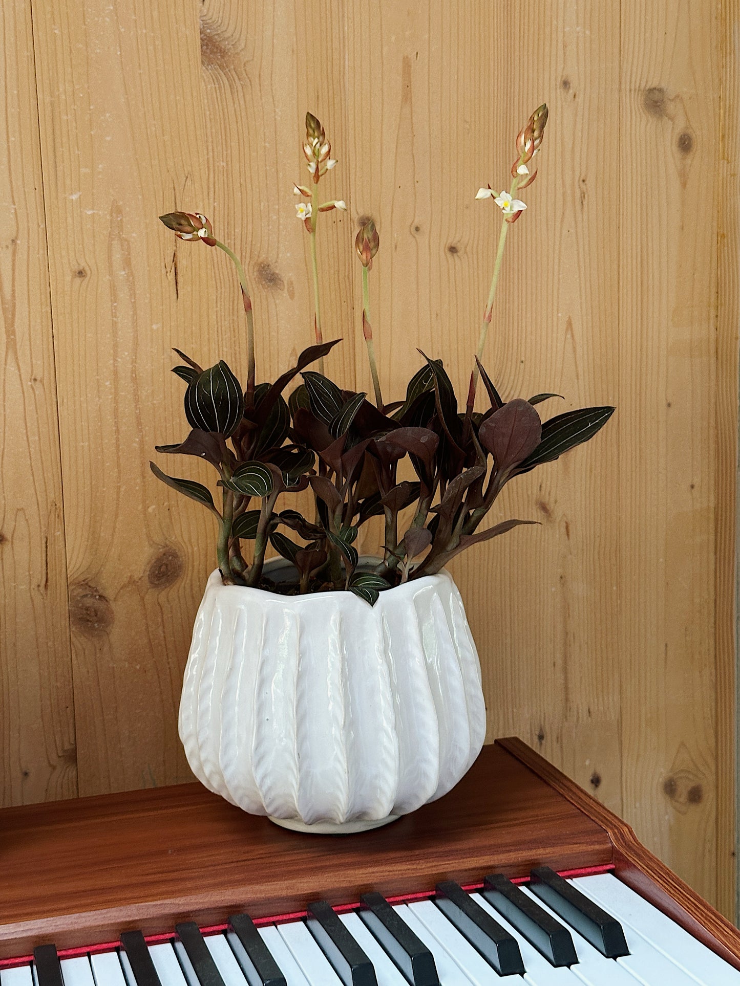 Grow Your Jungle Houseplant Subscription