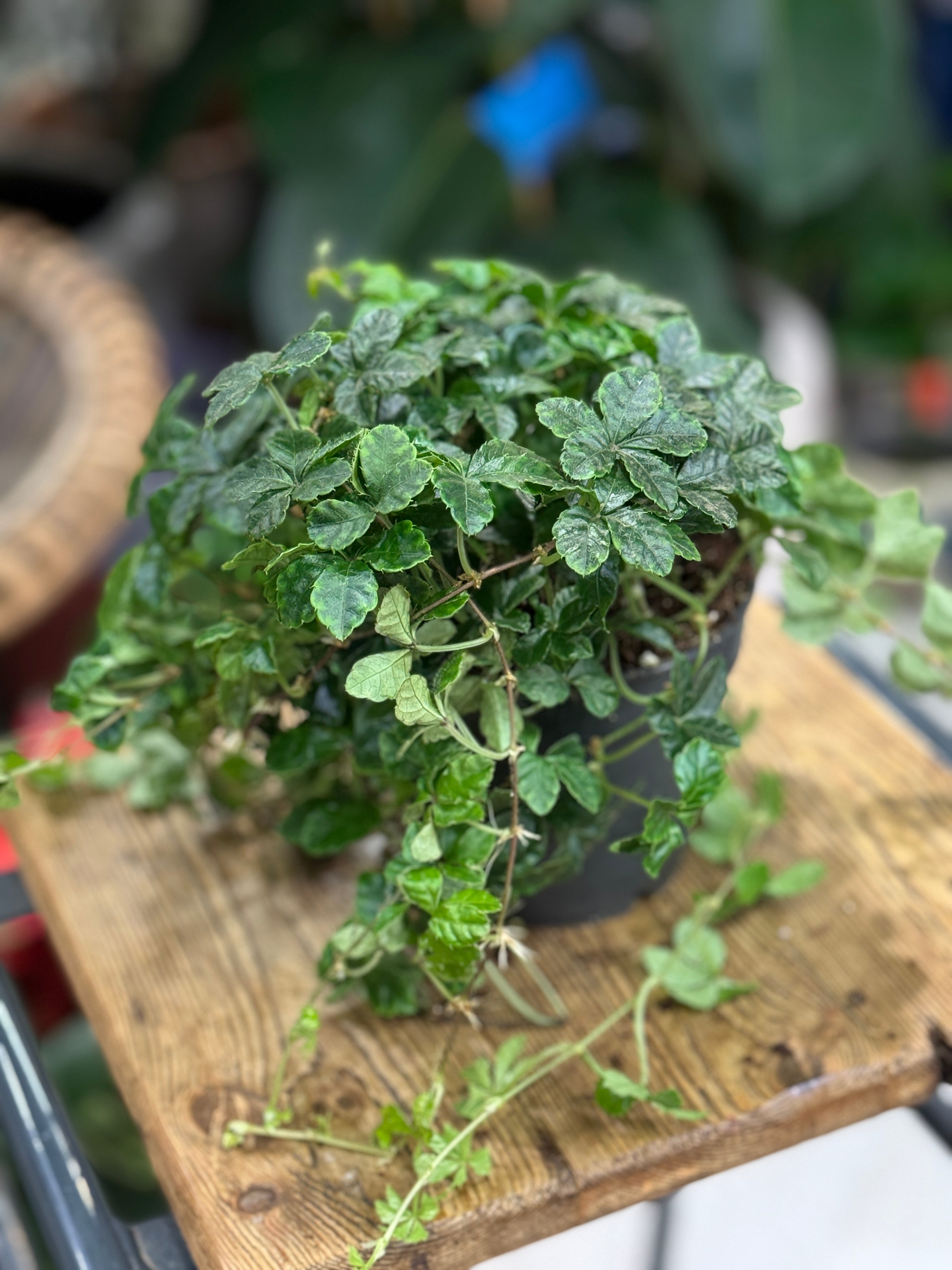 Sugar Grape Vine | Cissus striata