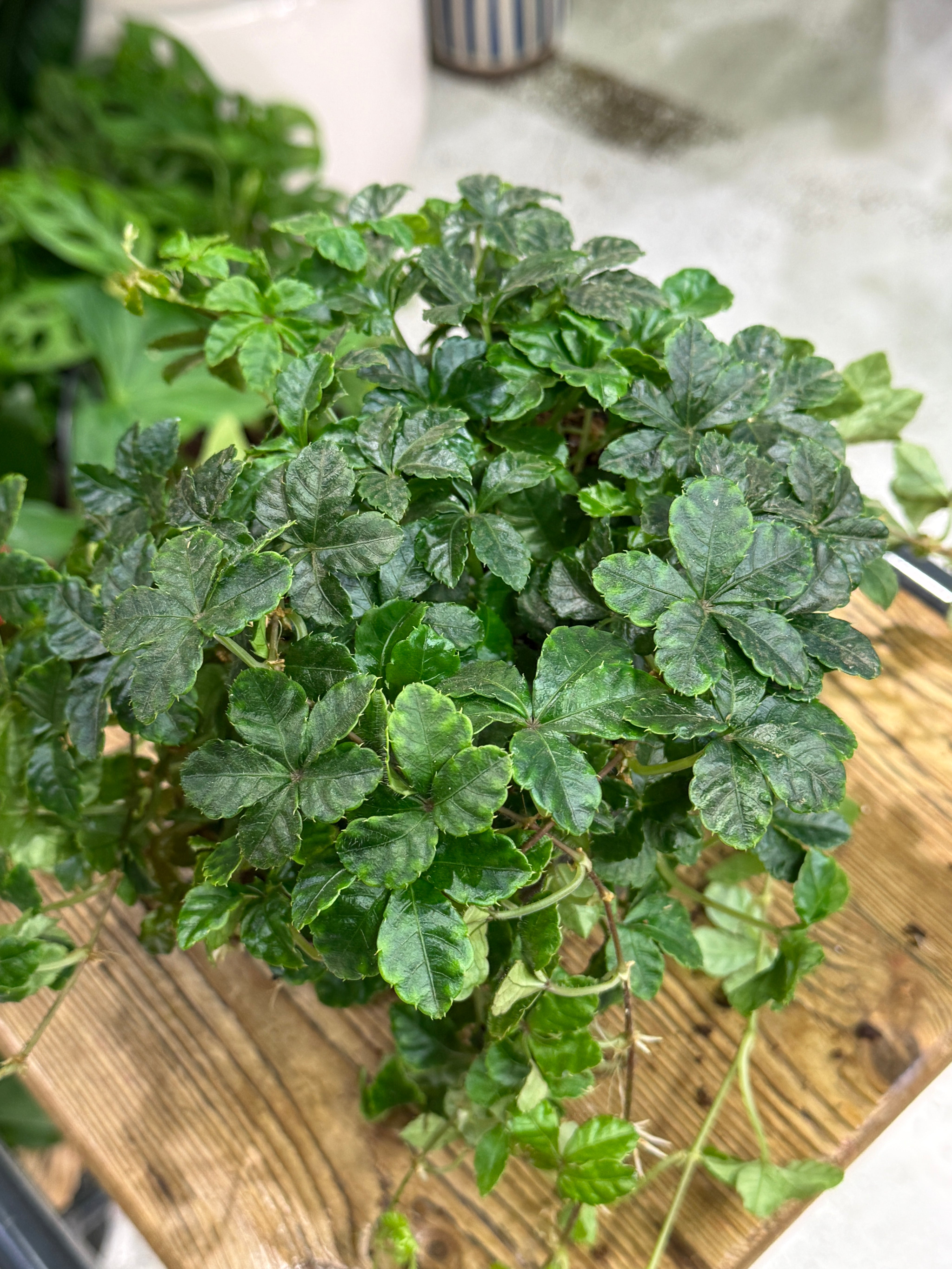 Sugar Grape Vine | Cissus striata