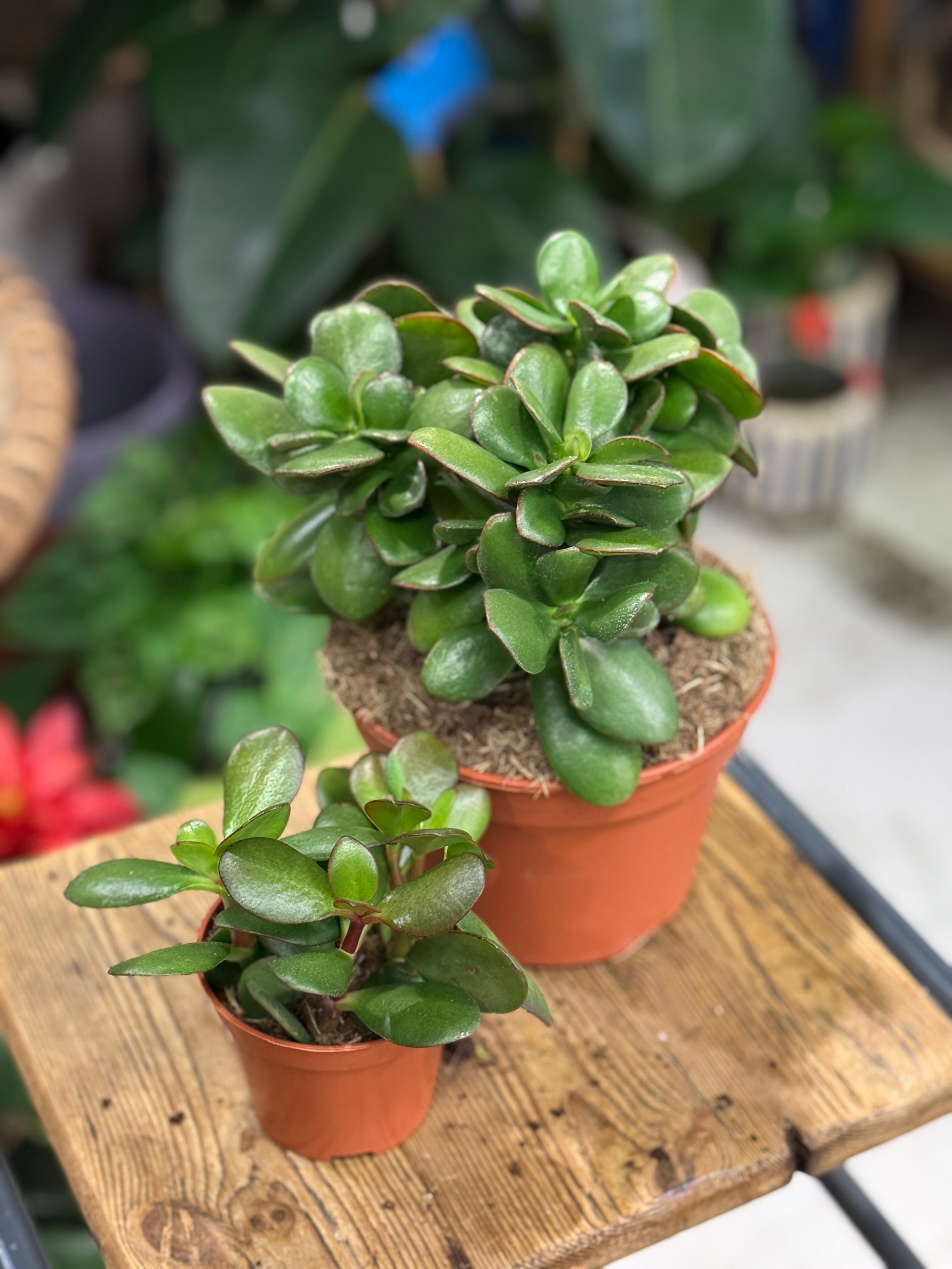 Money Plant | Crassula ovata