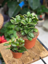 Crassula ovata | Money Plant