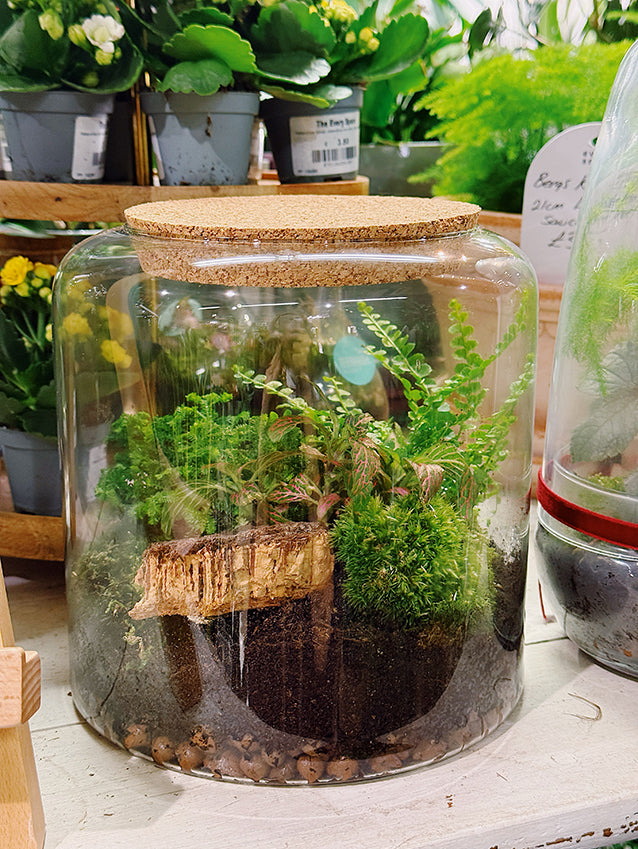 Christmas Terrarium Pre-Orders