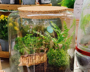 Christmas Terrarium Pre-Orders