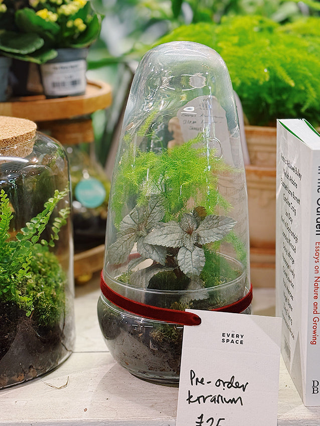 Christmas Terrarium Pre-Orders