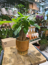 Money Tree (Trunk) | Pachira aquatica, tropical tree, pet friendly & lucky