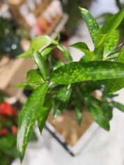 Gold speckled foliage of a Gold Dust Dracaena Dracaena surculosa houseplant