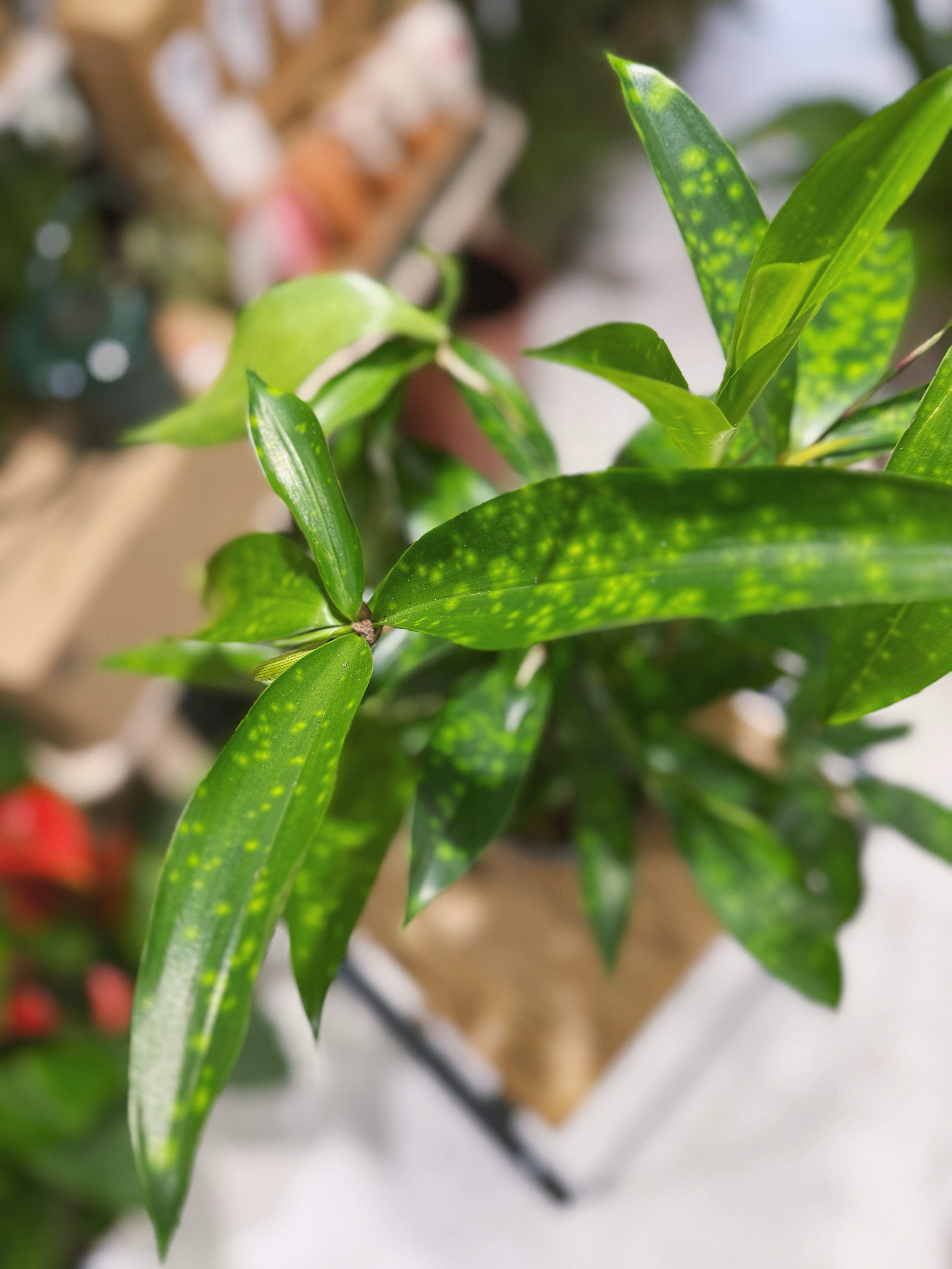 Gold speckled foliage of a Gold Dust Dracaena Dracaena surculosa houseplant
