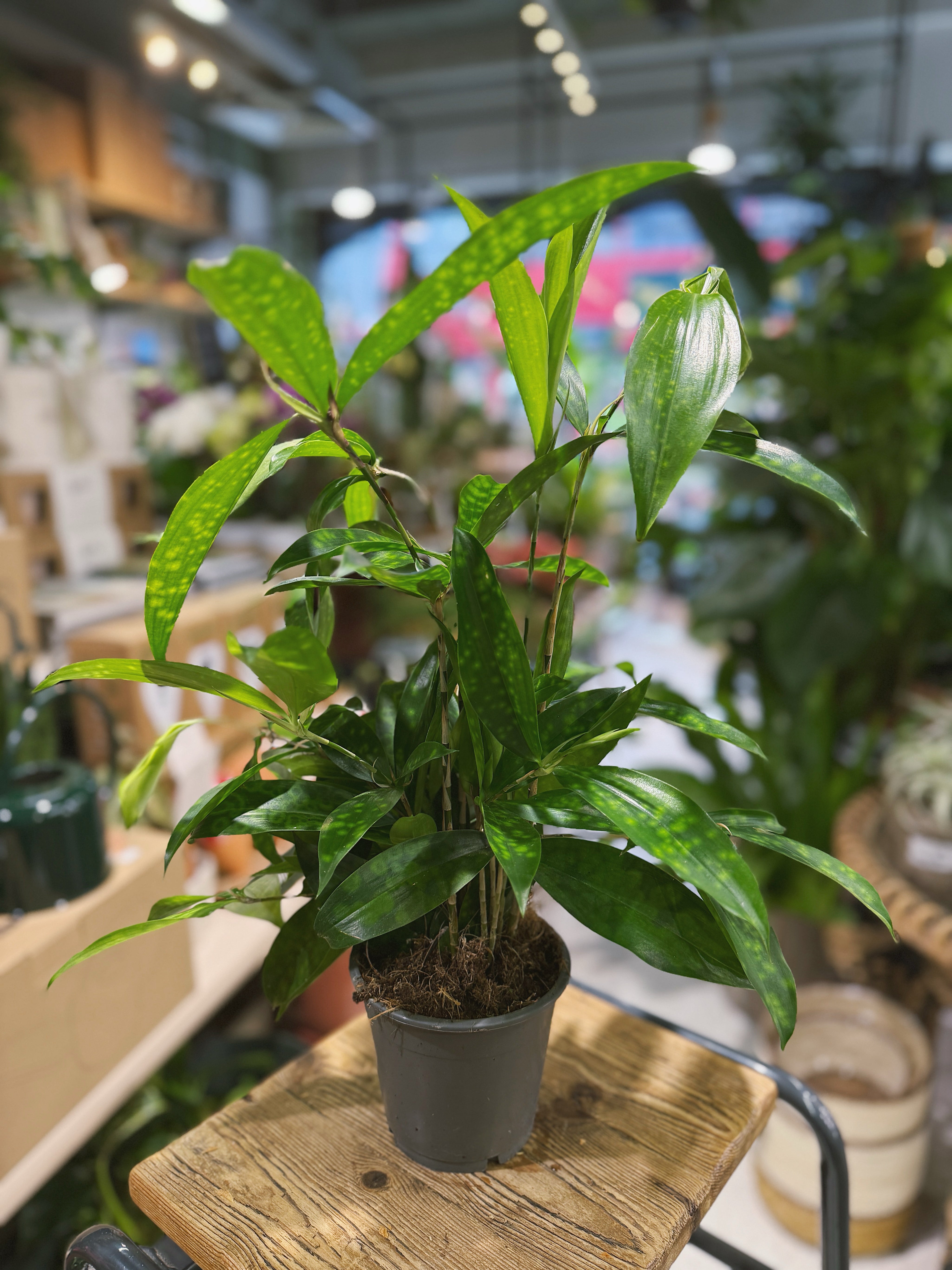 Spotted Dracaena Dracaena surculosa with slender, bamboo style stems and variegated leaves