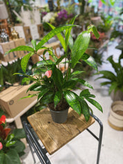 Gold Dust Dracaena Dracaena surculosa houseplant from The Every Space, Walthamstow