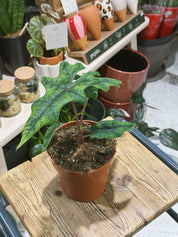 Alocasia 'Jacklyn' | Alocasia tandurusa, dramatic deeply lobed veined leaves