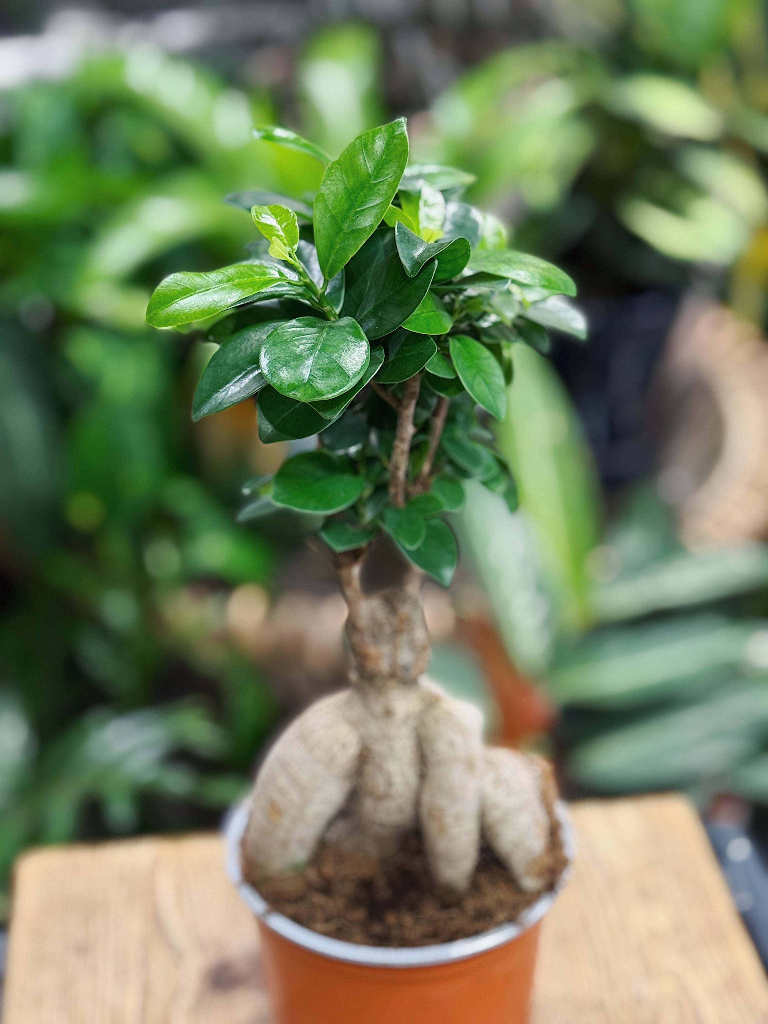 Ficus Microcarpa Ginseng | Chinese Banyan