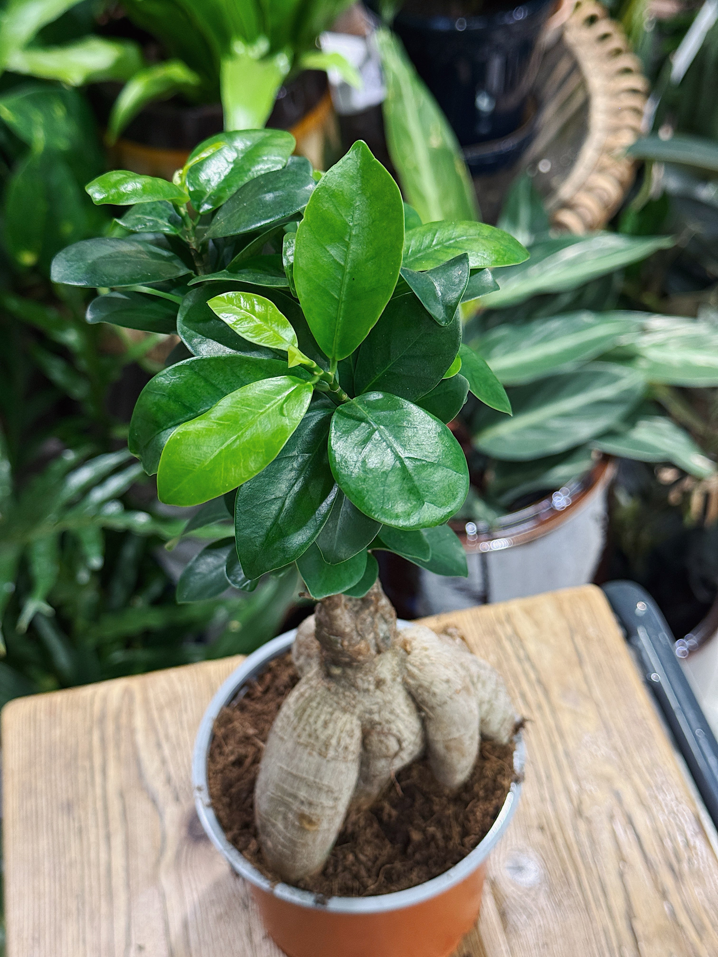 Ficus Microcarpa Ginseng | Chinese Banyan