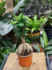 Ficus Microcarpa Ginseng | Chinese Banyan