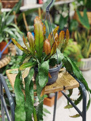 Epiphyllum 'Leon Herick'