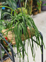 Rhipsalis holviana