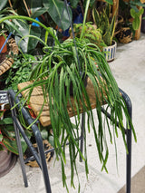 Rhipsalis holviana