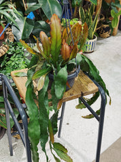 Epiphyllum 'Leon Herick'