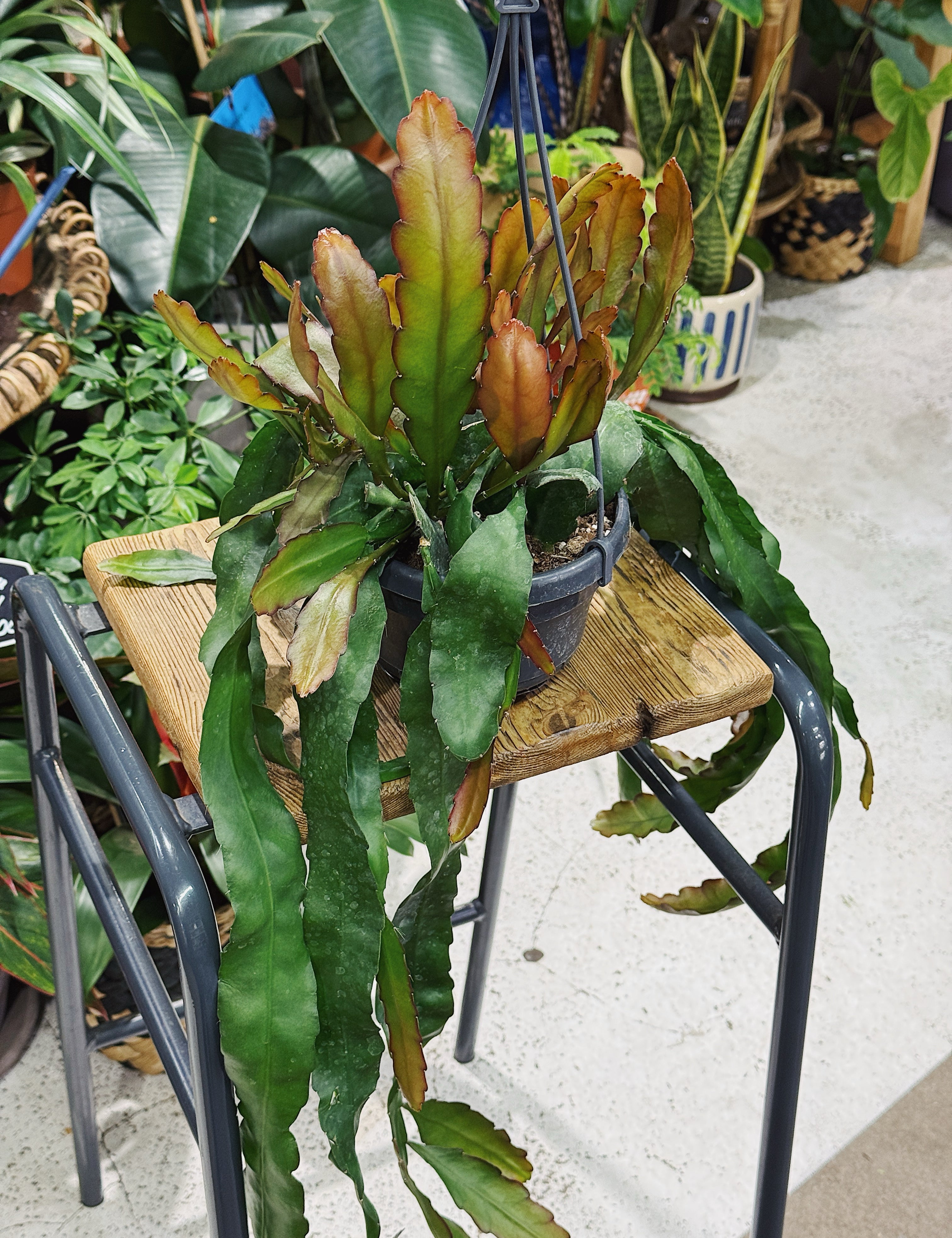 Epiphyllum 'Leon Herick' plant in a plastic pot 
