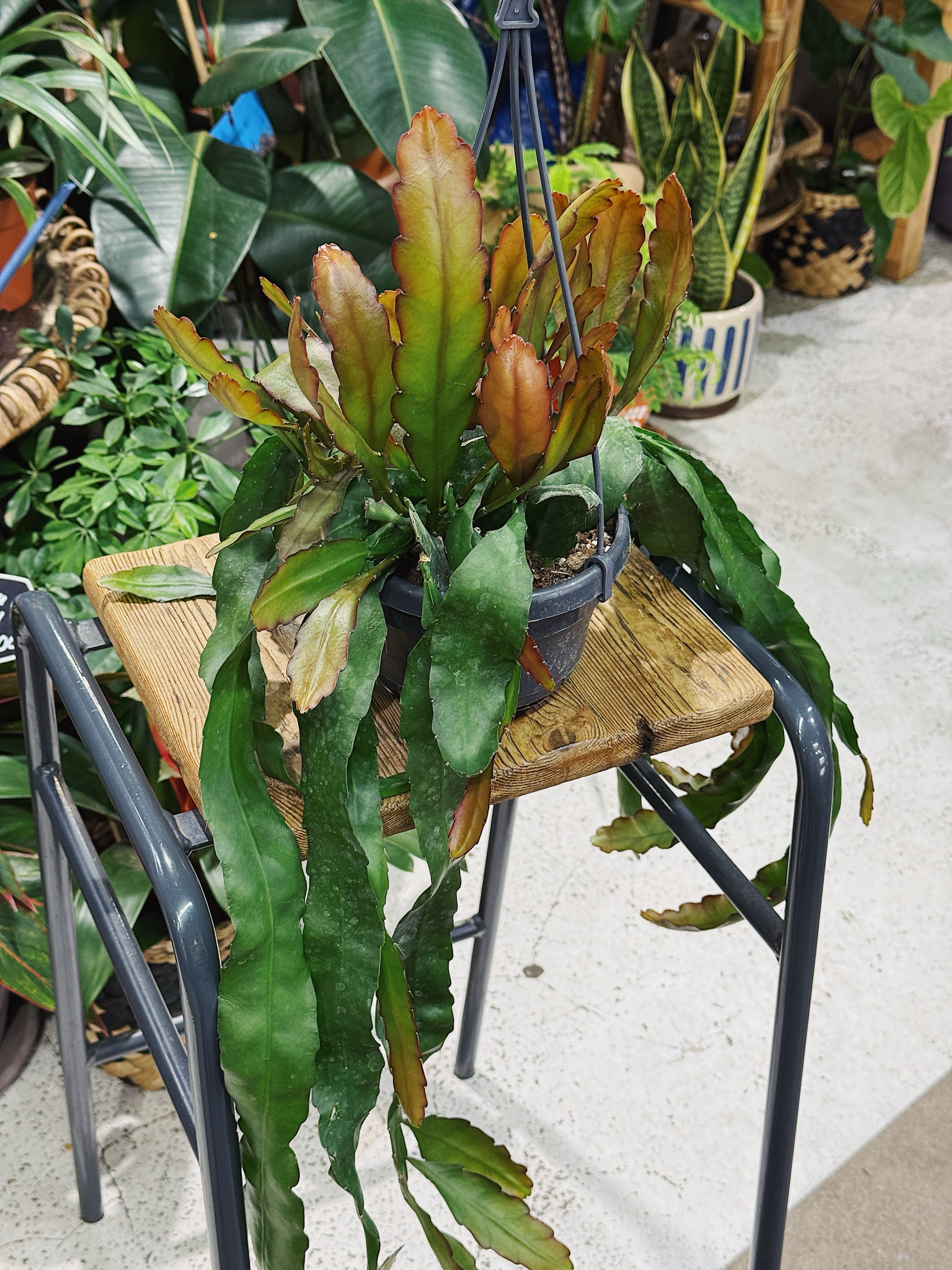 Epiphyllum 'Leon Herick'