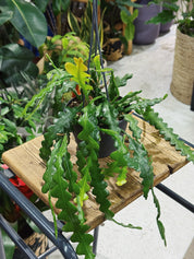 Fish Bone Cactus | Epiphyllum angulier