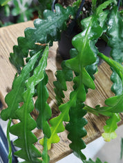 Fish Bone Cactus | Epiphyllum angulier