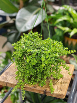 Peperomia Isabelle