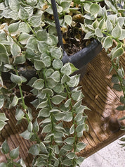 Dischidia Ruscifolia Variegata | Variegated Million Hearts
