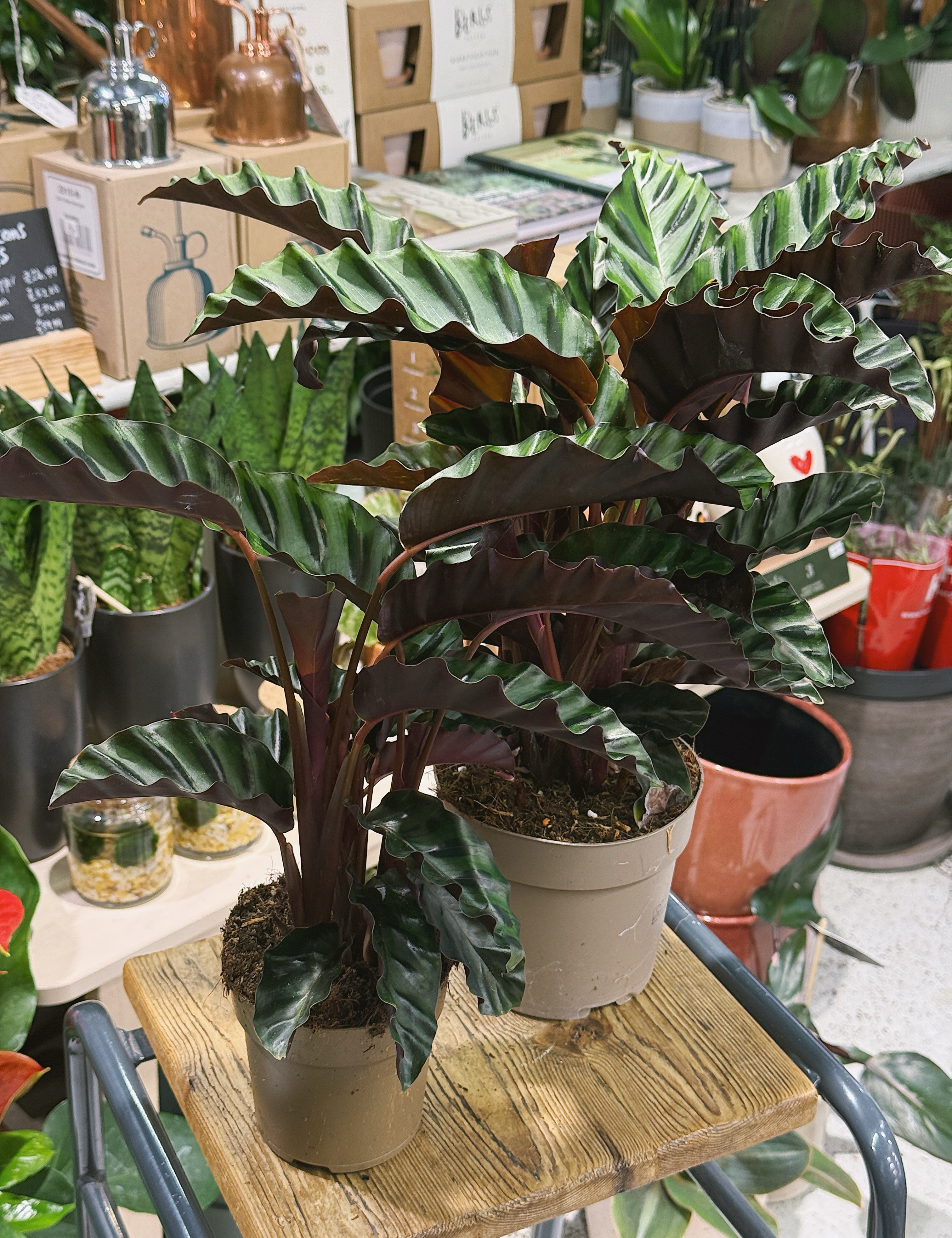 Pet-Friendly Houseplants