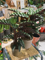 Prayer Plant | Calathea gandersii, rippled velvet leaves with wine red undersides