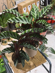 Prayer Plant | Calathea gandersii, rippled velvet leaves with wine red undersides