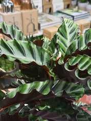 Prayer Plant | Calathea gandersii, rippled velvet leaves with wine red undersides