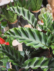 Prayer Plant | Calathea gandersii, rippled velvet leaves with wine red undersides
