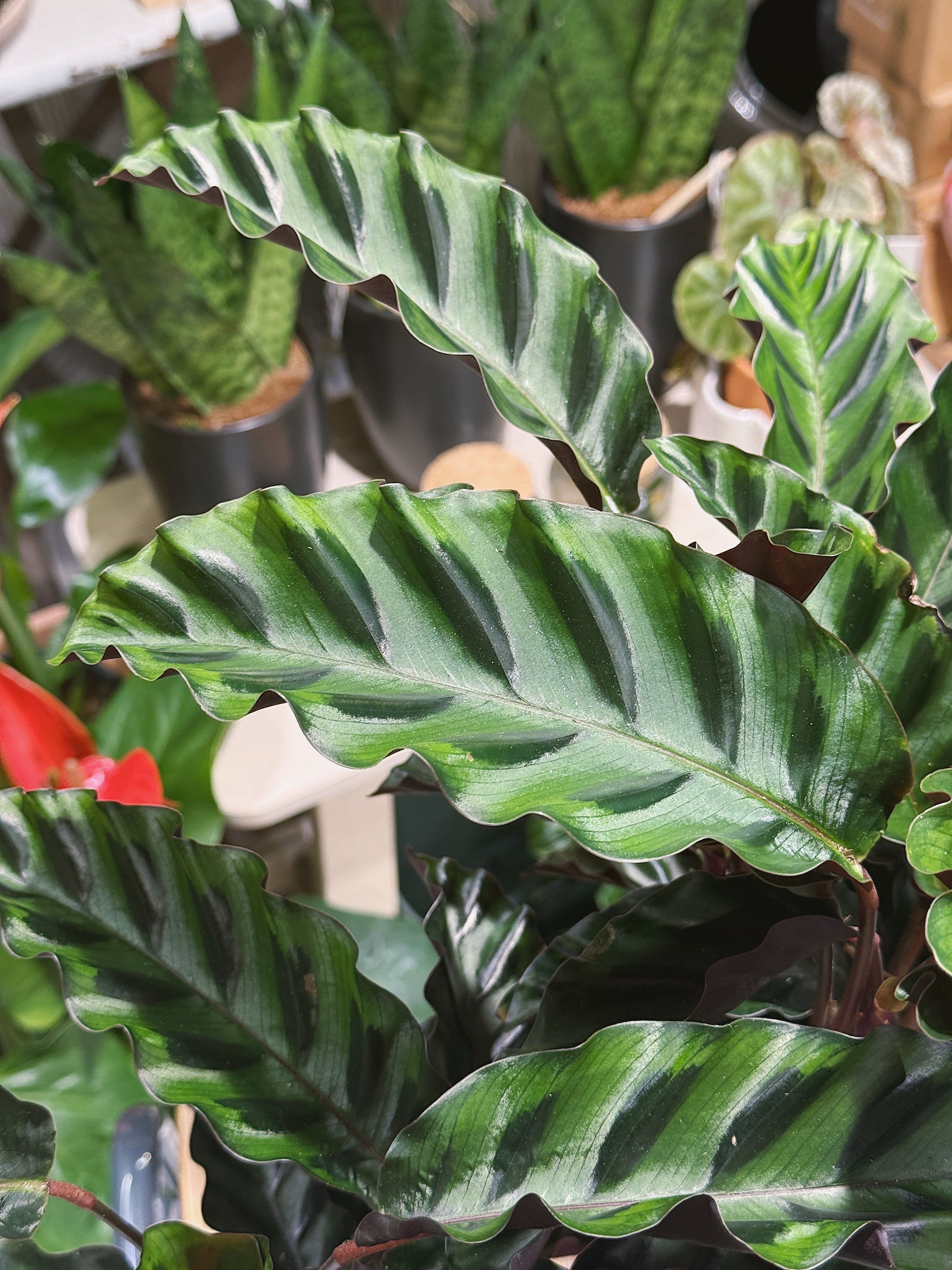 Prayer Plant | Calathea gandersii, rippled velvet leaves with wine red undersides