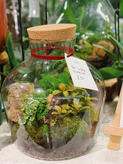 Christmas Terrarium Pre-Orders