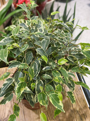 Variegated Ficus Kinky potted plant on a wooden stool in The Every Space plant shop