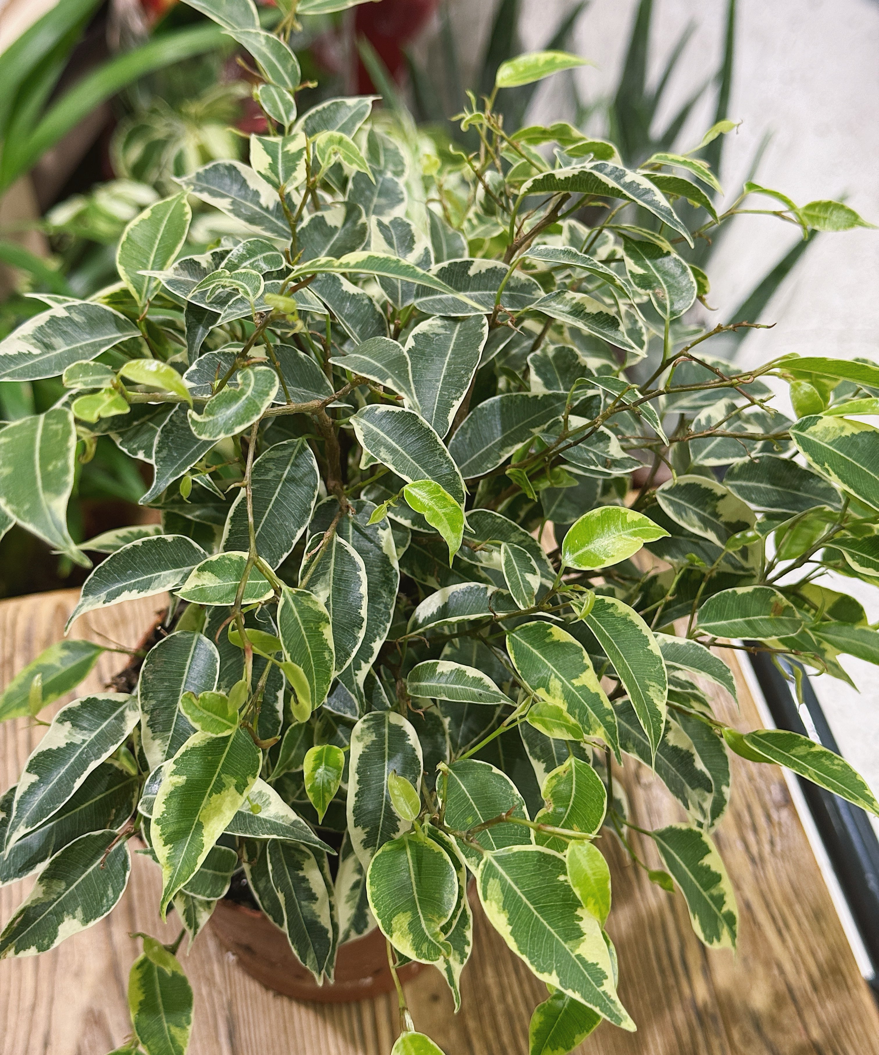 Variegated Ficus Kinky potted plant on a wooden stool in The Every Space plant shop