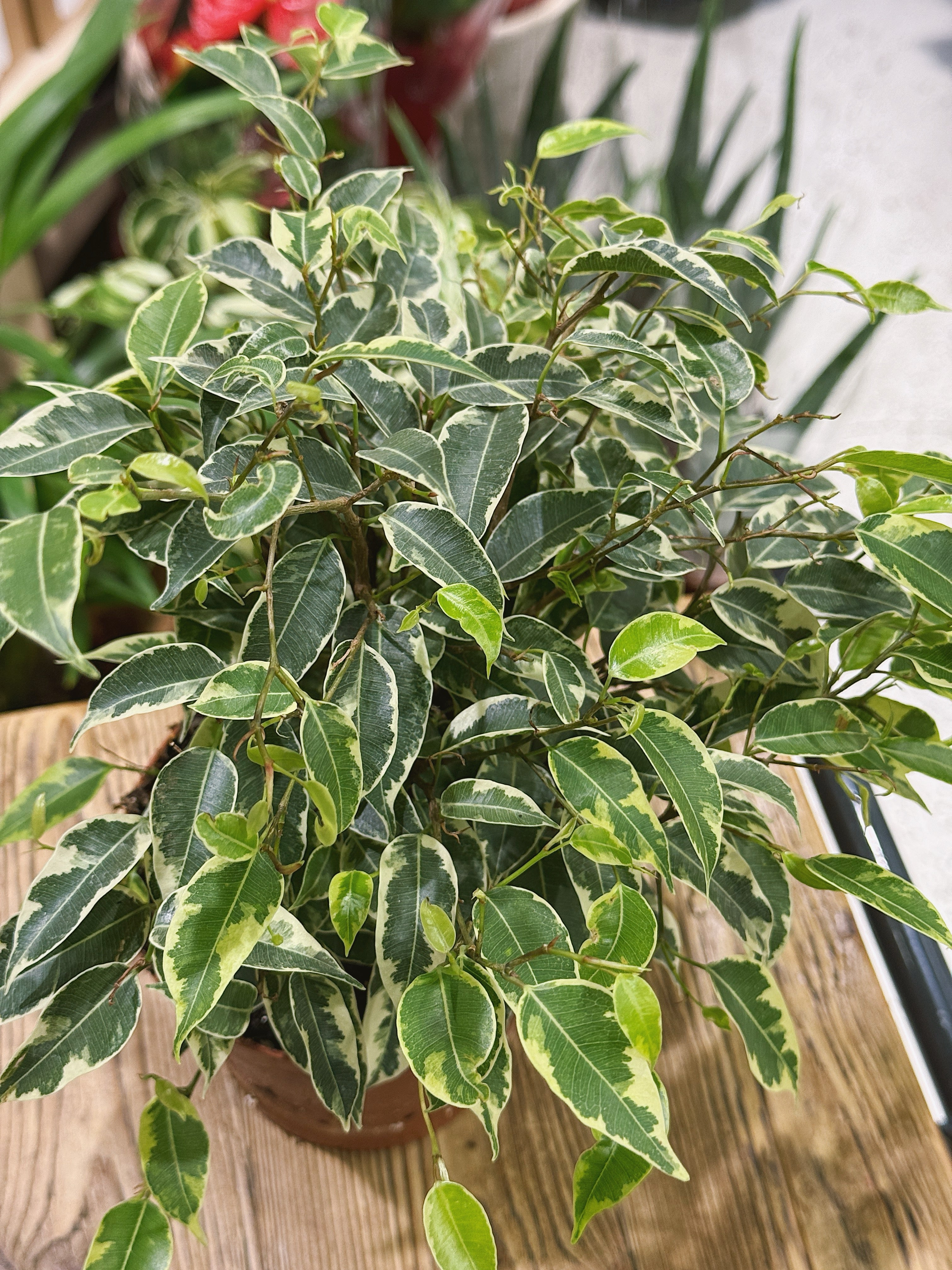 Variegated Ficus Kinky potted plant on a wooden stool in The Every Space plant shop
