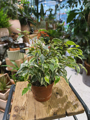 Variegated Ficus Kinky potted plant on a wooden stool in The Every Space plant shop