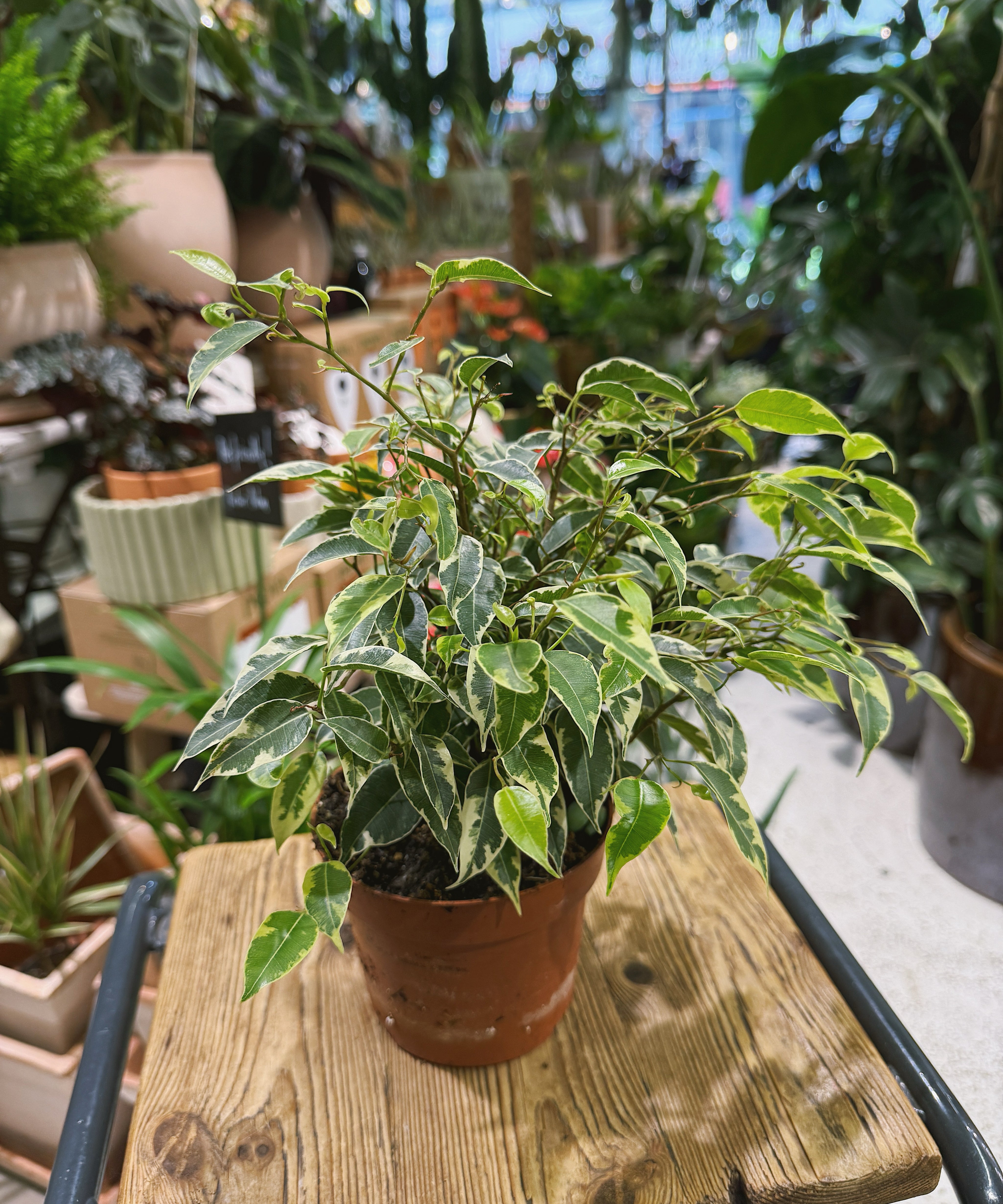 Variegated Ficus Kinky potted plant on a wooden stool in The Every Space plant shop