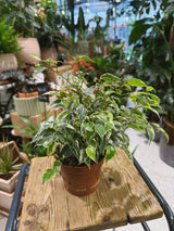 Weeping Fig | Ficus benjamina 'Kinky' | compact variegated tree with creamy edged leaves