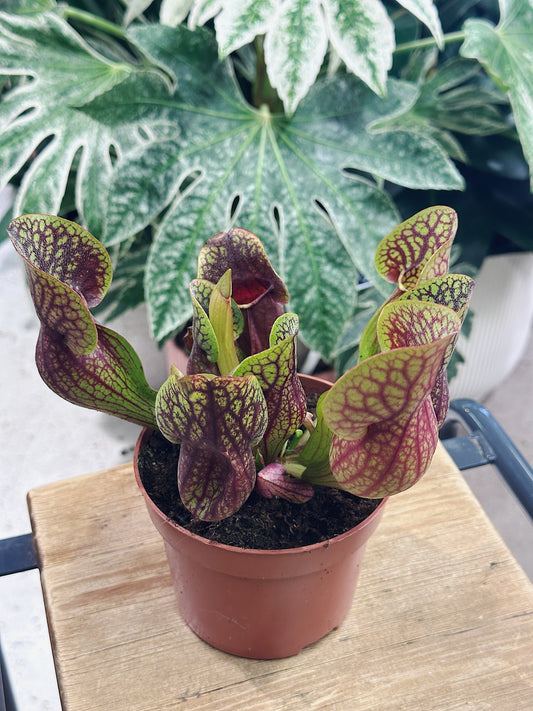 Pitcher Plant | Sarracenia 'Hans'