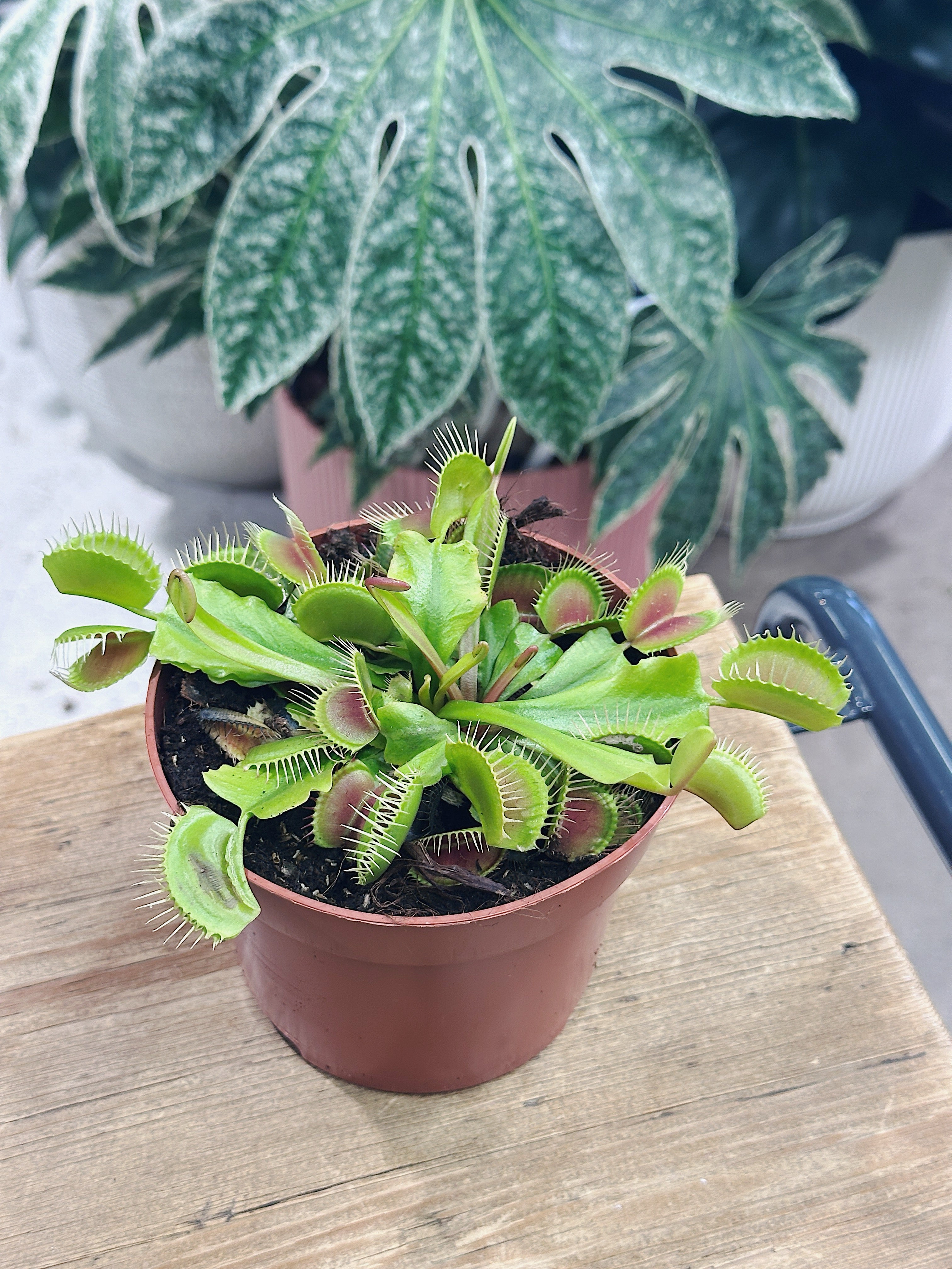 Dionaea muscipula | Venus Fly Trap