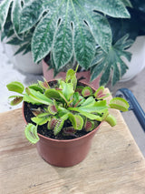 Dionaea muscipula | Venus Fly Trap