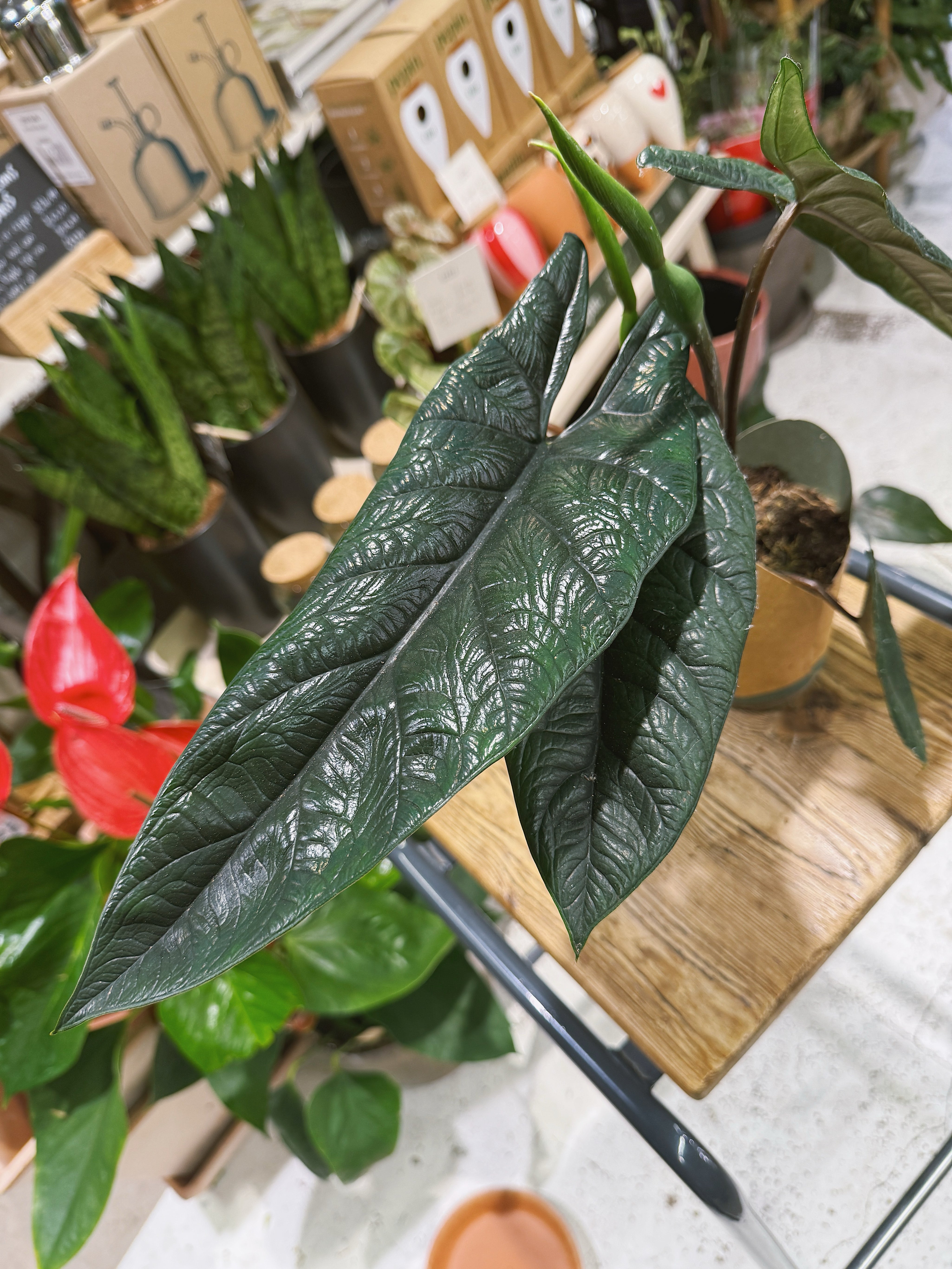 Samar Lance | Alocasia scalprum, sculptural embossed lance shaped leaves